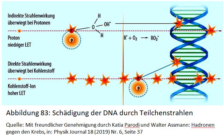 Schädigung der DNA durch Teilchenstrahlen, öffnen für großes Bild, Quelle: Mit freundlicher Genehmigung durch Katia Parodi
und Walter Assmann: Hadronen gegen den Krebs, in: Physik Journal 18 (2019) Nr. 6, Seite 37 Schädigung der DNA durch Teilchenstrahlen